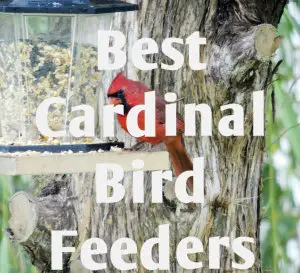best cardinal bird feeders
