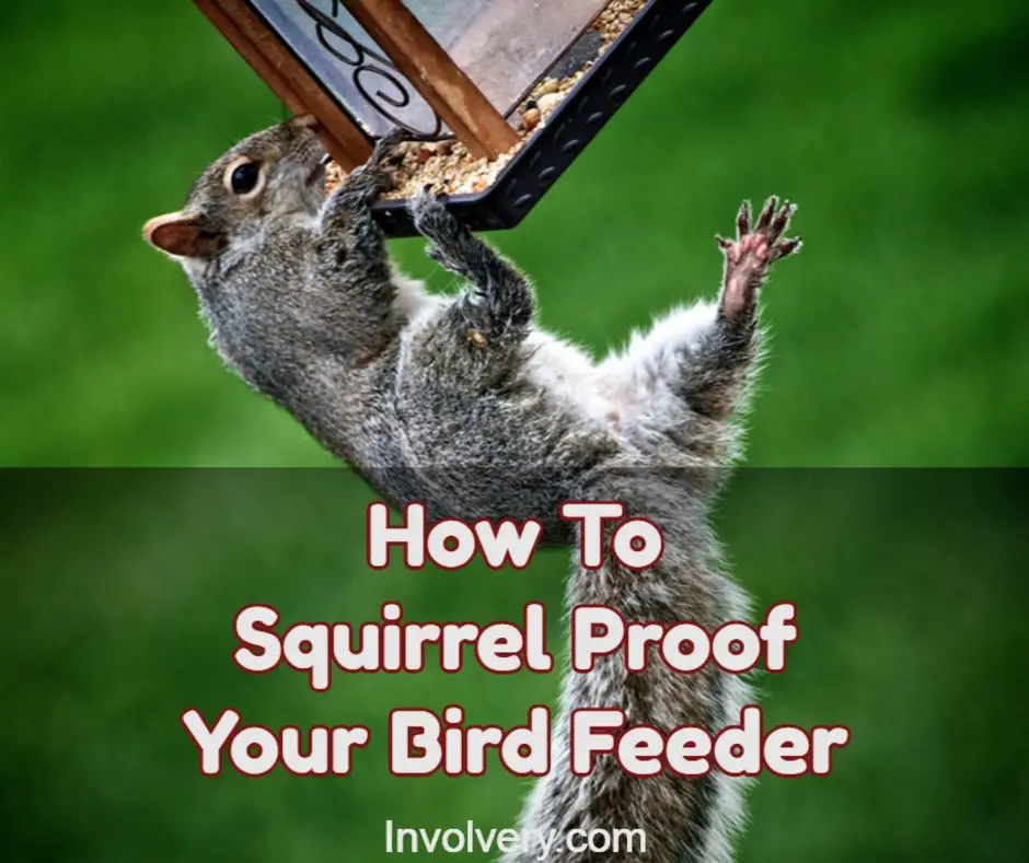 how-to-squirrel-proof-bird-feeder-fb