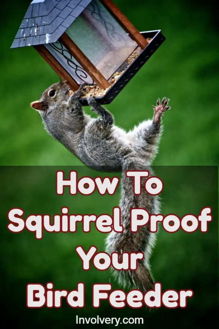how-to-squirrel-proof-bird-feeder-pin