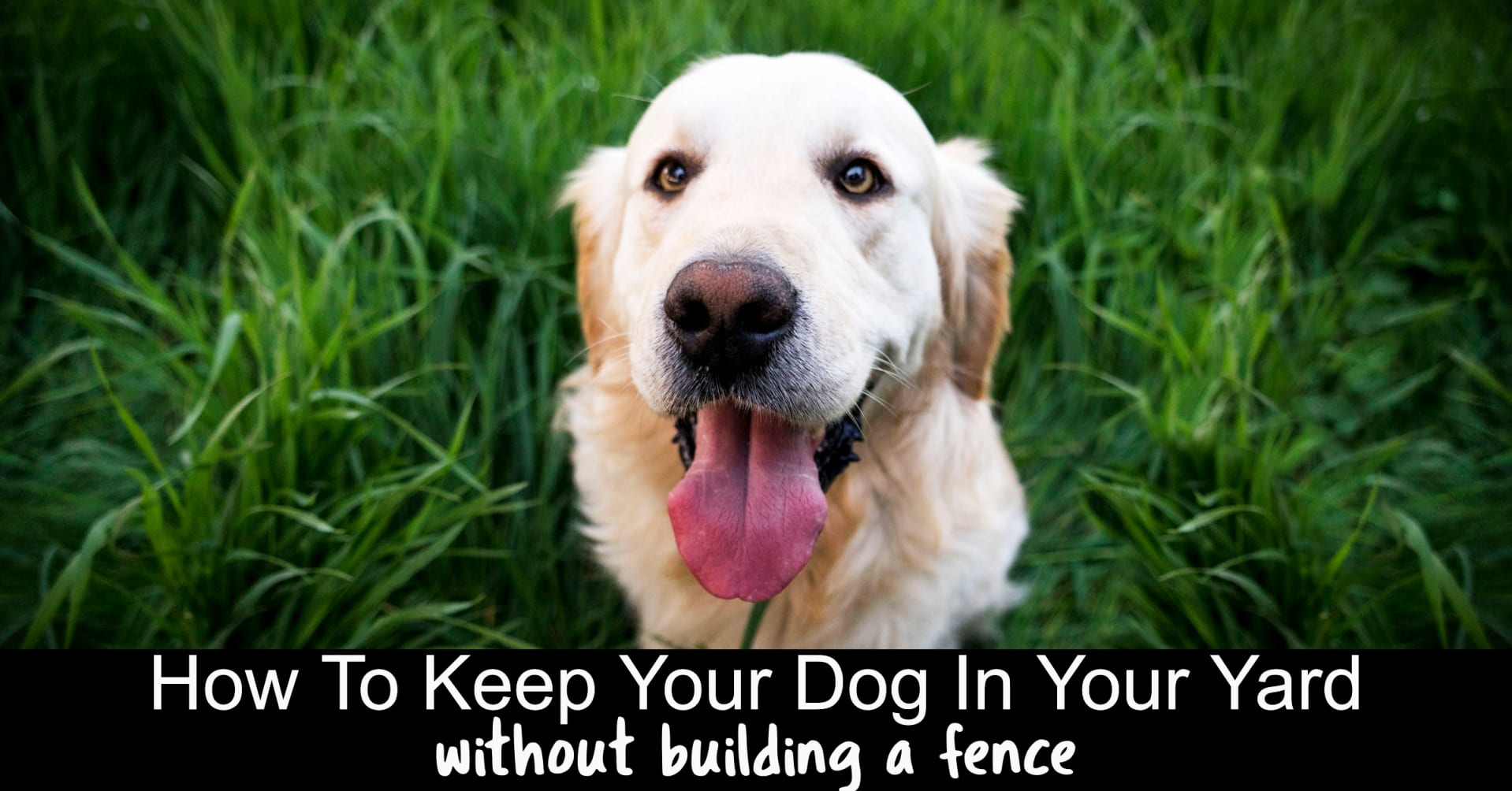 Keep do in yard without fence - electric dog fence and wireless dog fence reviews - here's how to keep a dog outside without a fence